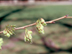 American Elm fruit