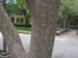 Chinese Elm bark