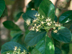 Sweet Viburnum flowers