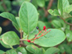 Sweet Viburnum fruit