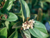 Sandankwa Viburnum flowers