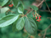 Sandankwa Viburnum fruit