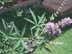 Vitex leaves