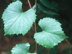 Muscadine Grape leaves and tendril