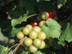 Muscadine Grape fruit: immature