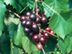 Muscadine Grape fruit: mature