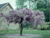 Chinese Wisteria: tree form