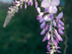 Chinese Wisteria flowers