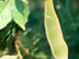 Chinese Wisteria fruit