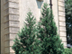 Leyland Cypress form