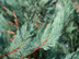 Leyland Cypress leaves