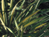 Adam's Needle Yucca leaves: 'Variegata'