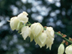 Adam's Needle Yucca flowers