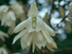 Spanish Dagger flowers